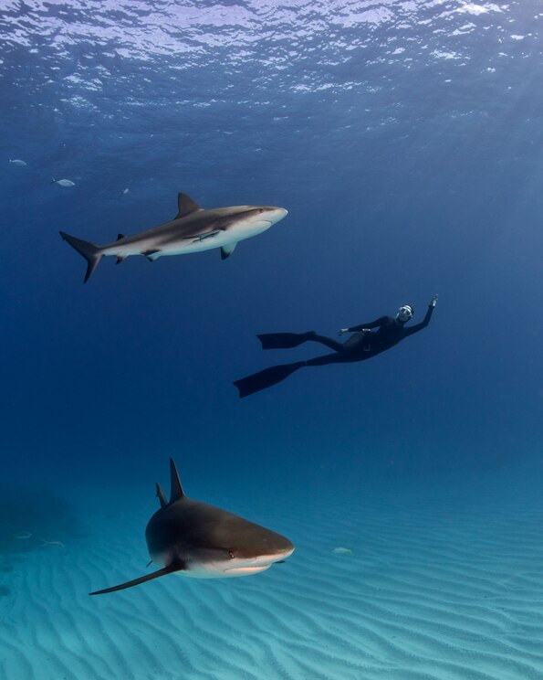 Mostrar imagem fornecida pelo anfitrião em ecrã inteiro