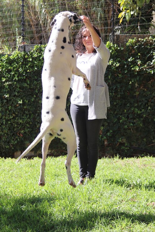 Show full-screen, host-provided image