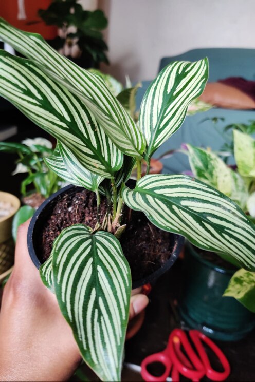 Show full-screen, host-provided image