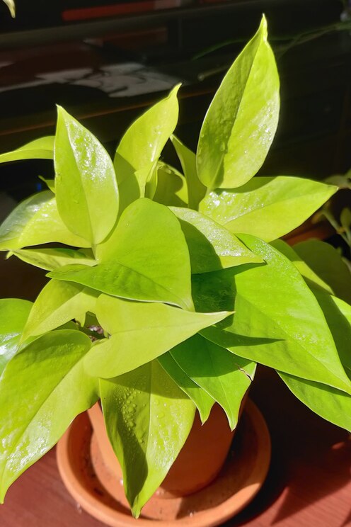 Show full-screen, host-provided image