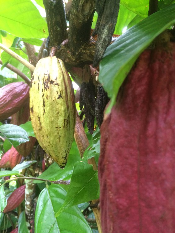 Mostrar imagem fornecida pelo anfitrião em ecrã inteiro