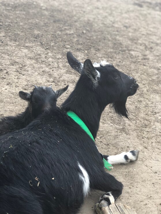 Mostrar imagem fornecida pelo anfitrião em ecrã inteiro