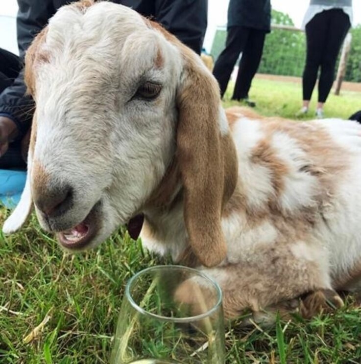 Mostrar imagem fornecida pelo anfitrião em ecrã inteiro