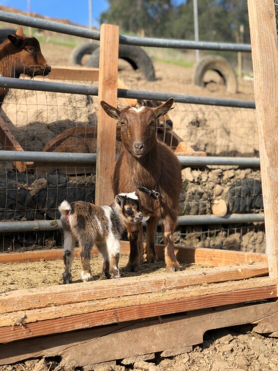 Mostrar imagem fornecida pelo anfitrião em ecrã inteiro