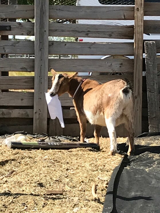 Mostrar imagem fornecida pelo anfitrião em ecrã inteiro