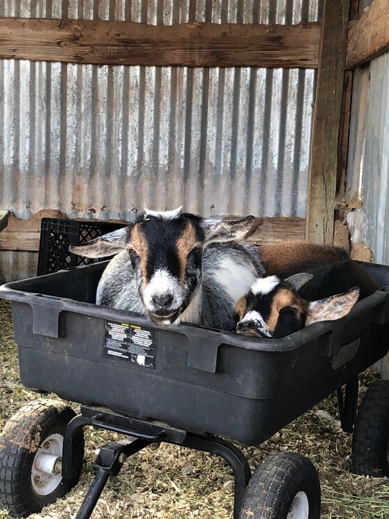 Mostrar imagem fornecida pelo anfitrião em ecrã inteiro