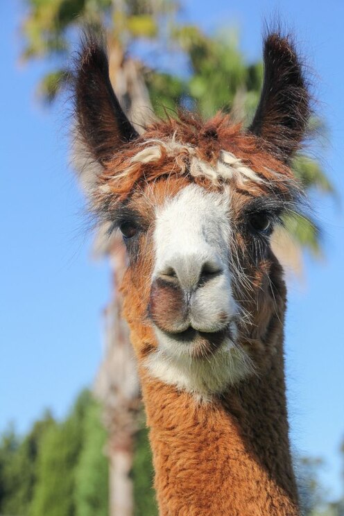 Mostrar imagem fornecida pelo anfitrião em ecrã inteiro