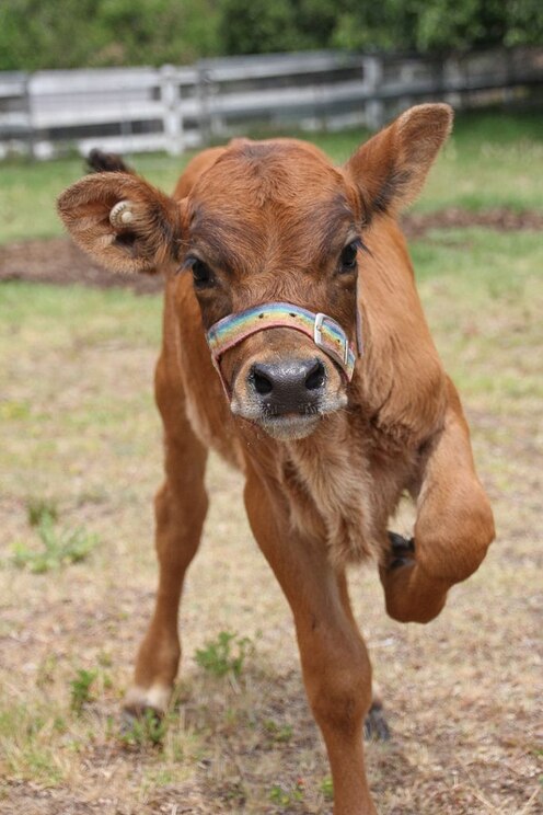 Mostrar imagem fornecida pelo anfitrião em ecrã inteiro