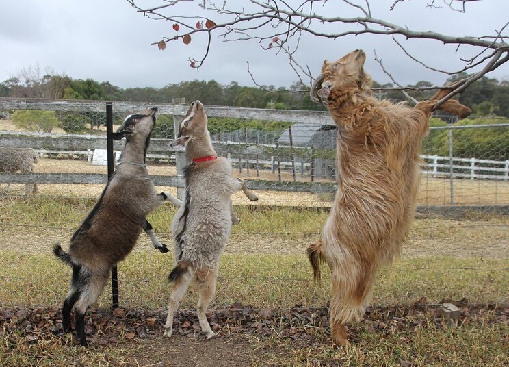 Mostrar imagem fornecida pelo anfitrião em ecrã inteiro