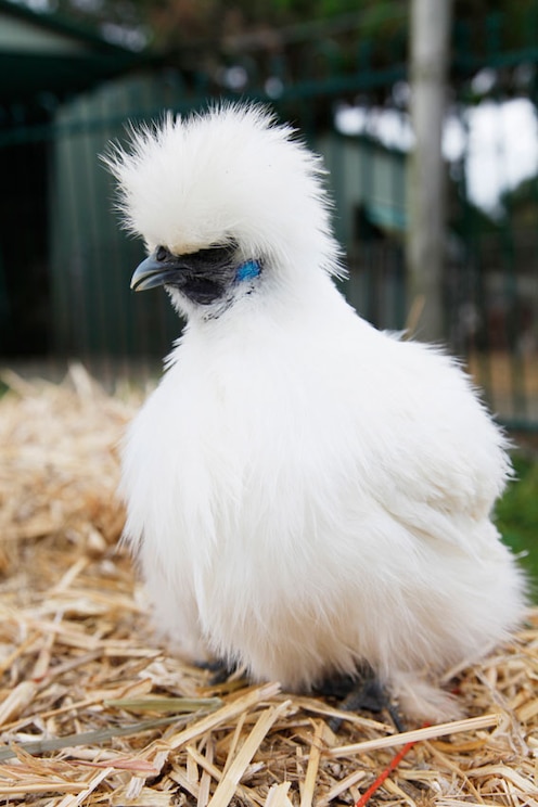 Mostrar imagem fornecida pelo anfitrião em ecrã inteiro