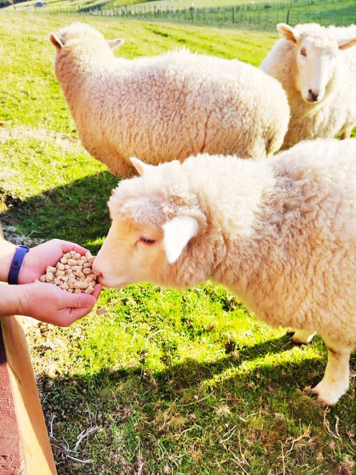 Feeding the sheep
