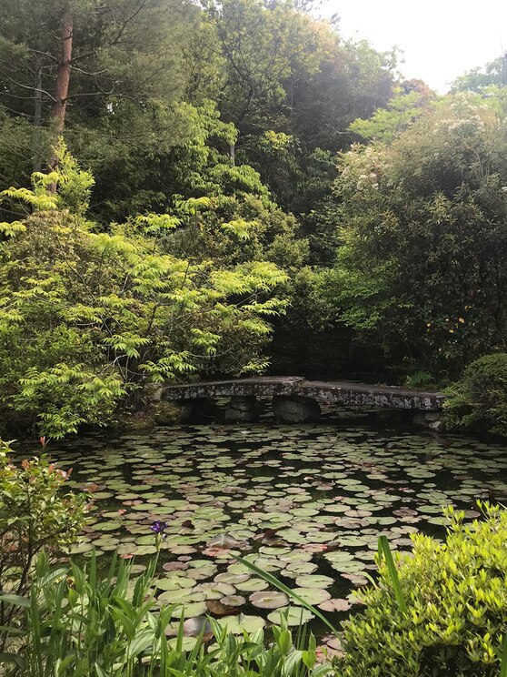 Show full-screen, host-provided image