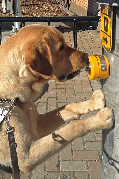 Mostrar imagem fornecida pelo anfitrião em ecrã inteiro
