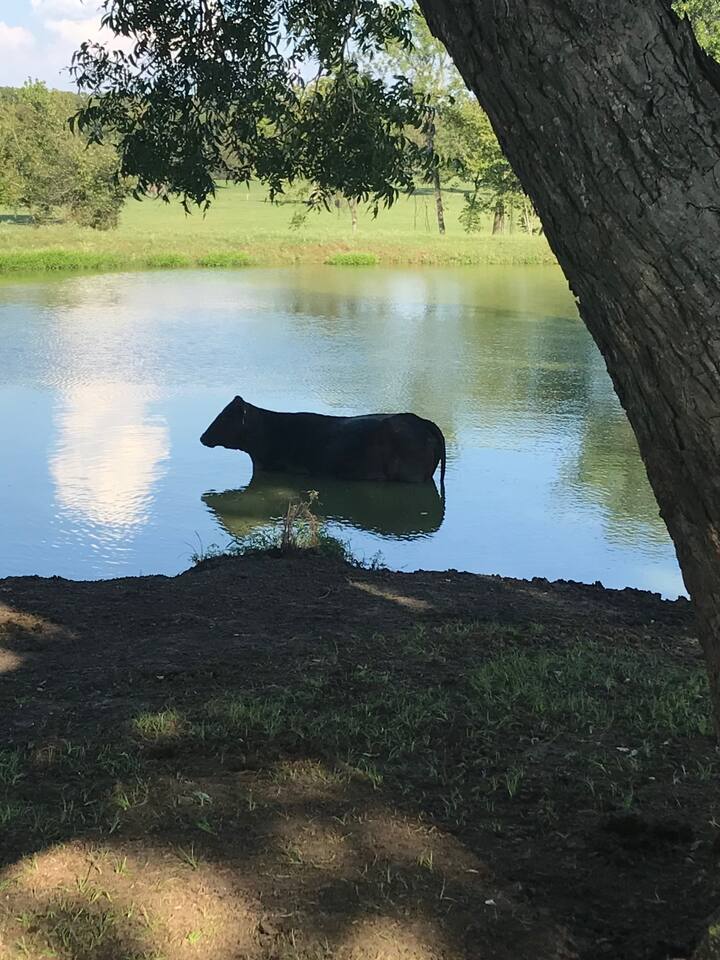 Rockin Star Ranch Wine With The Bovine Airbnb Rockin Star Ranch Wine With The Bovine Airbnb
