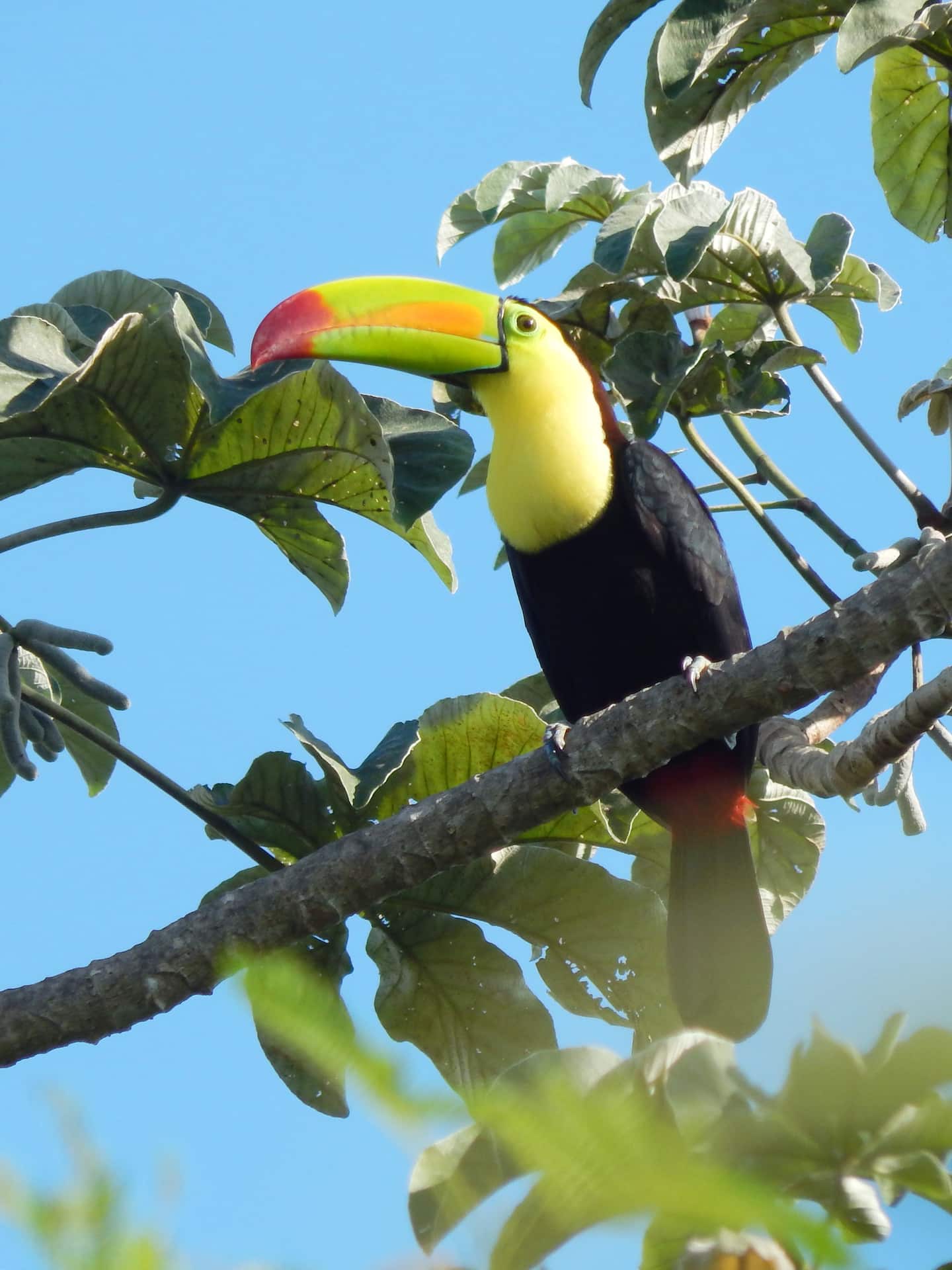 keel-billed toucan, with oversized bill, yellow throat, yellow green face, red tail