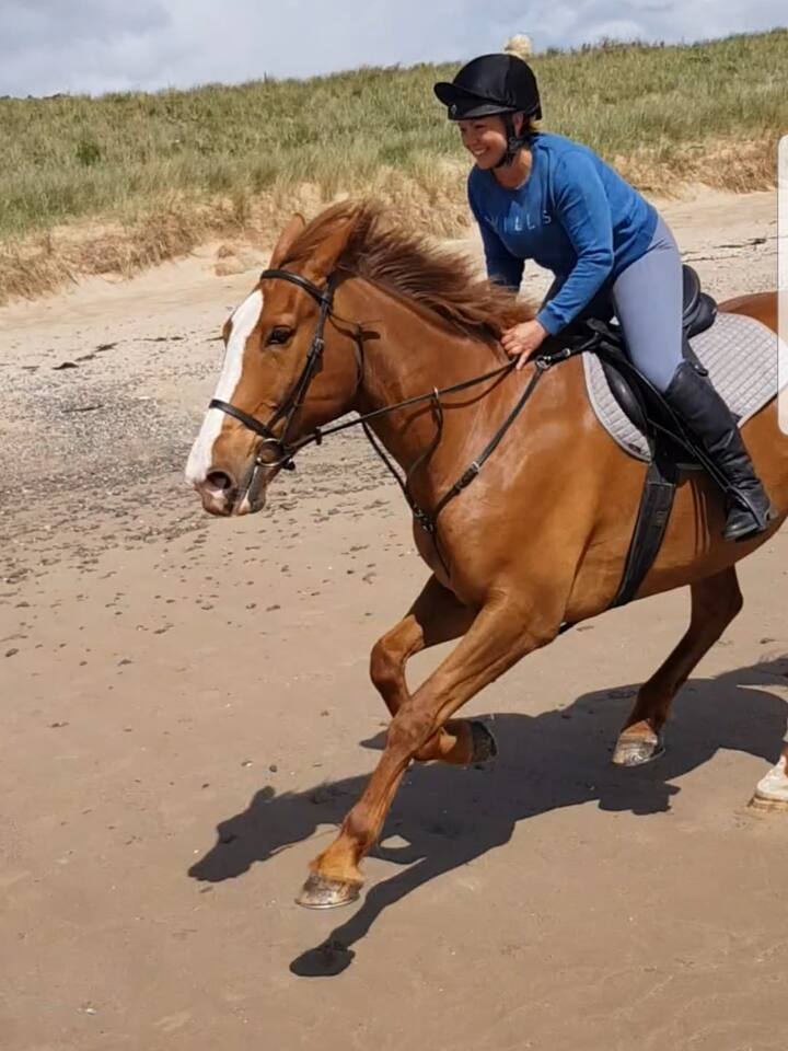 Horse Experience And Riding Airbnb