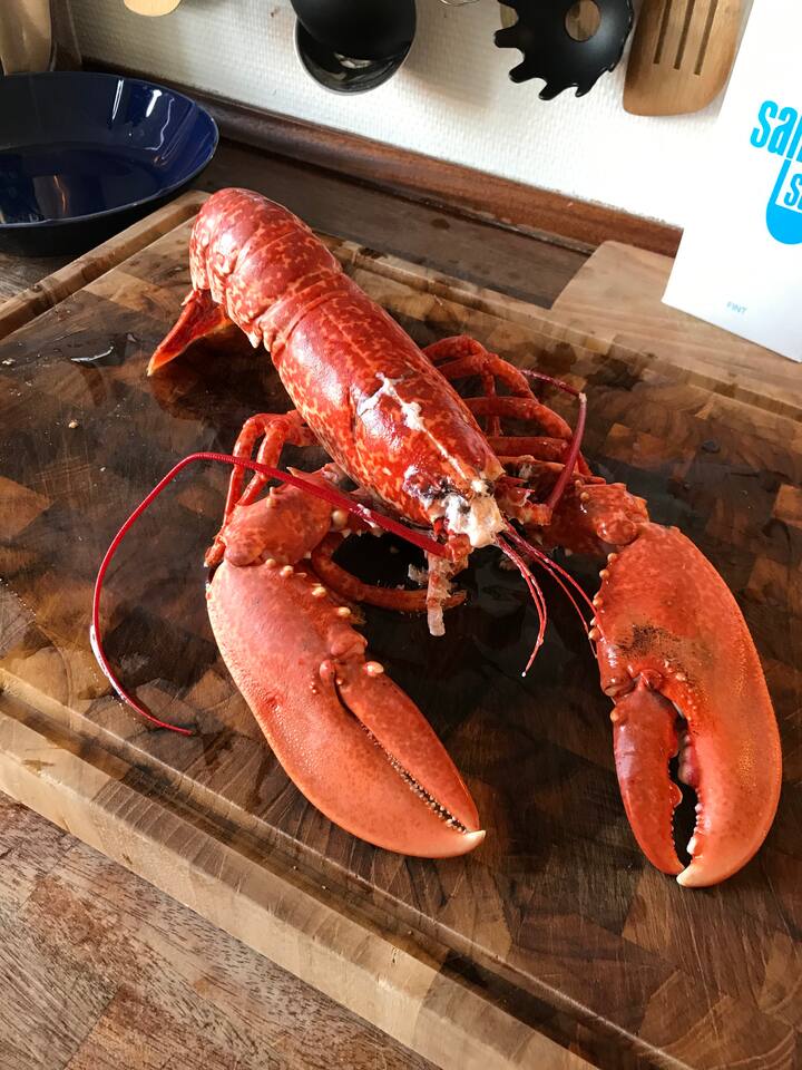 Danish lobster just out of the pot