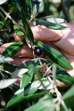 All about olive oil and wine