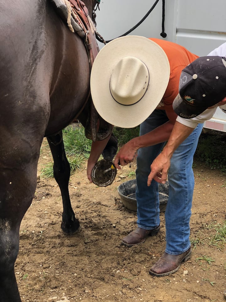 Learn to care for your own horse