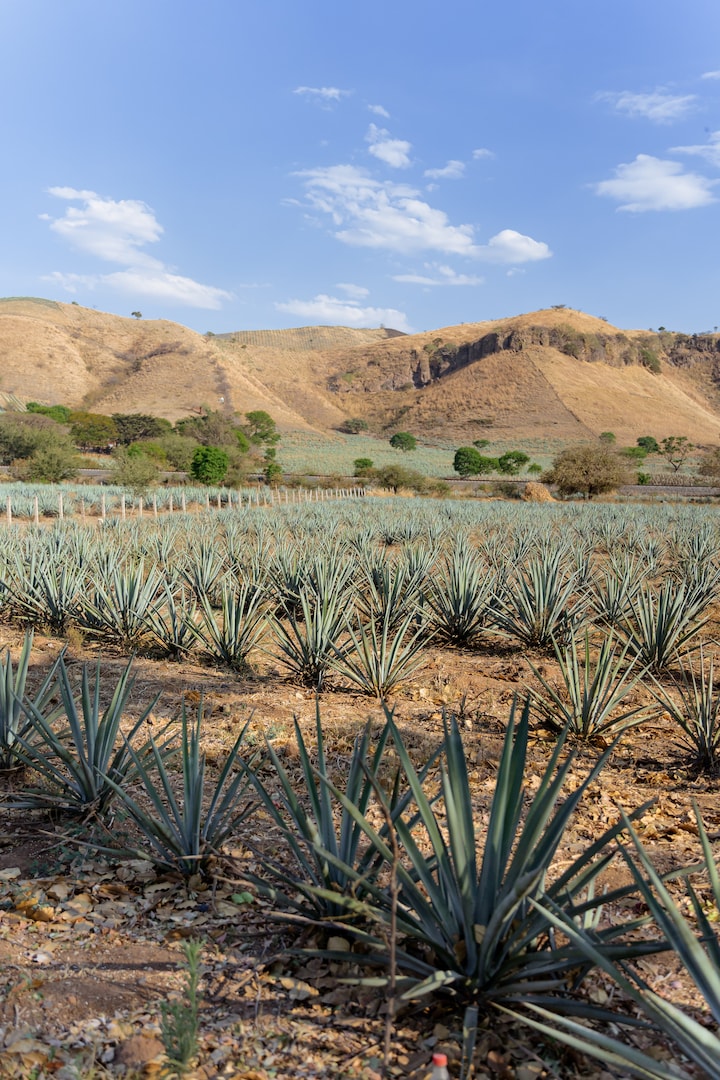Discover organic tequila  4.99