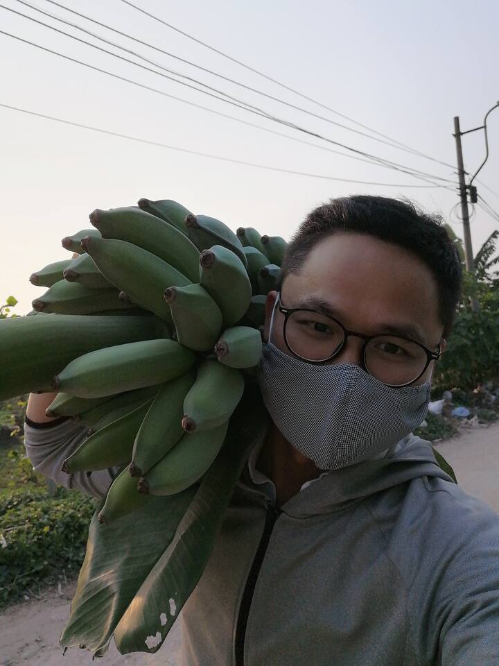 I am harvesting banana from my garden 