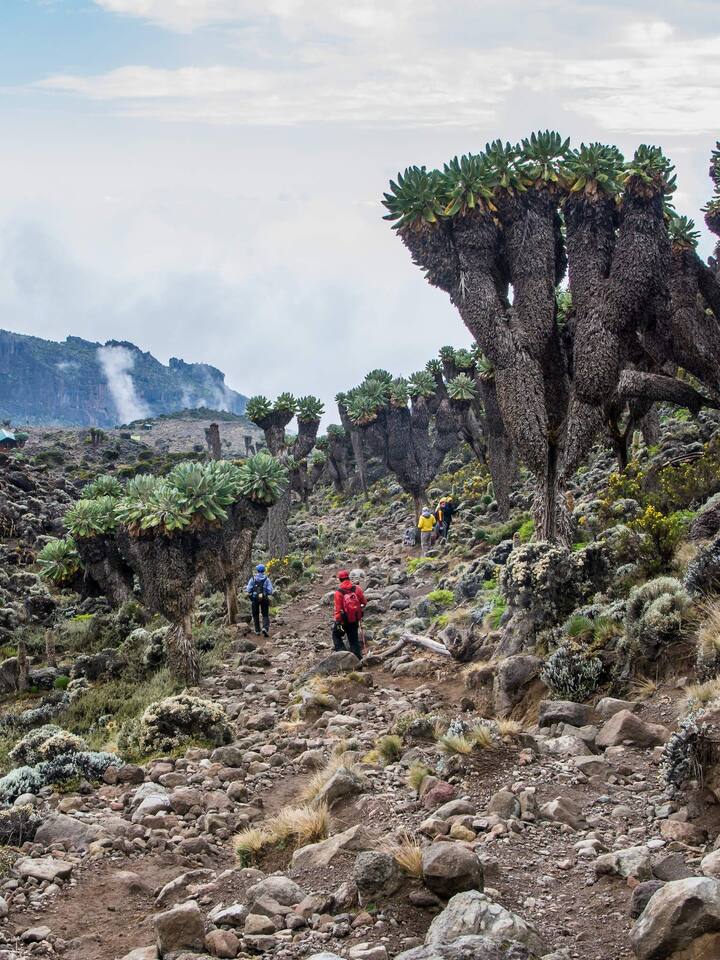 Giants lobelia deckenii on Kilimanjaro