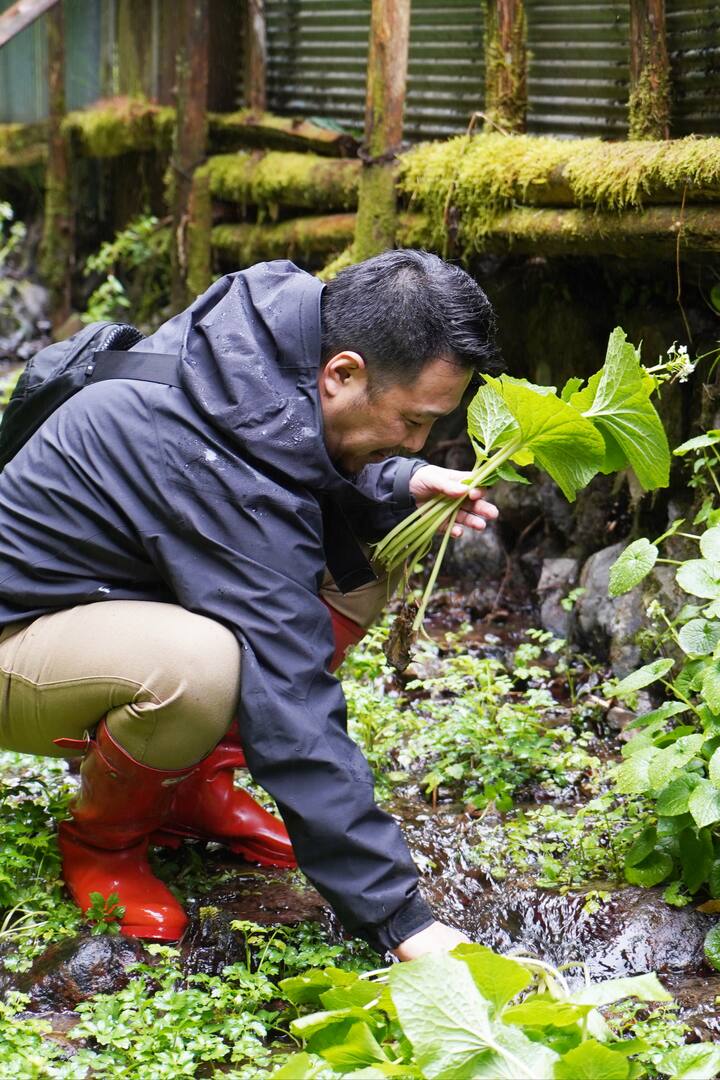 東京で育つの 本物のわさびを見て味わいに行こう Airbnb 東京で育つの 本物のわさびを見て味わいに行こう Airbnb