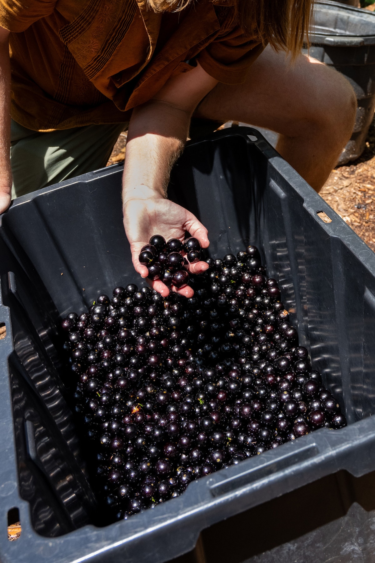 Tour a Rare Tropical 
Fruit & Flower Grove
