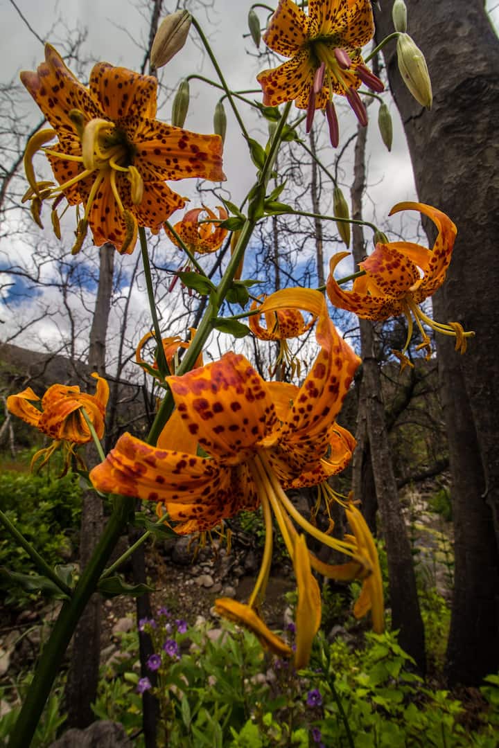 Native wildflowers (Humboldt/Tiger lily)