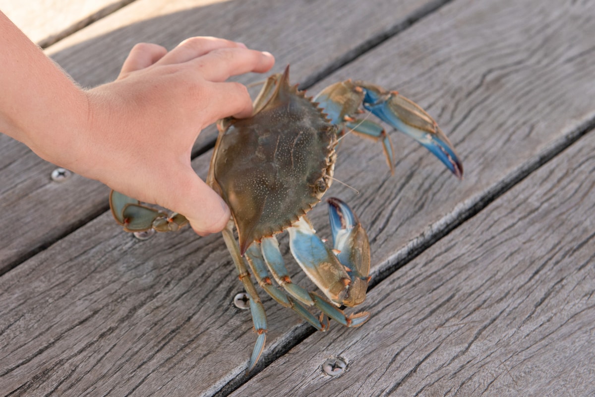 Try your hand at crabbing