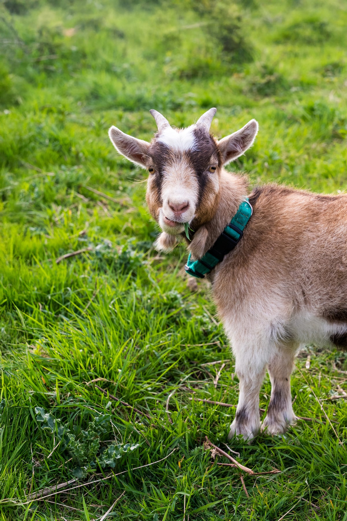 Goat and sheep walking in beautiful countryside · ☆5.0