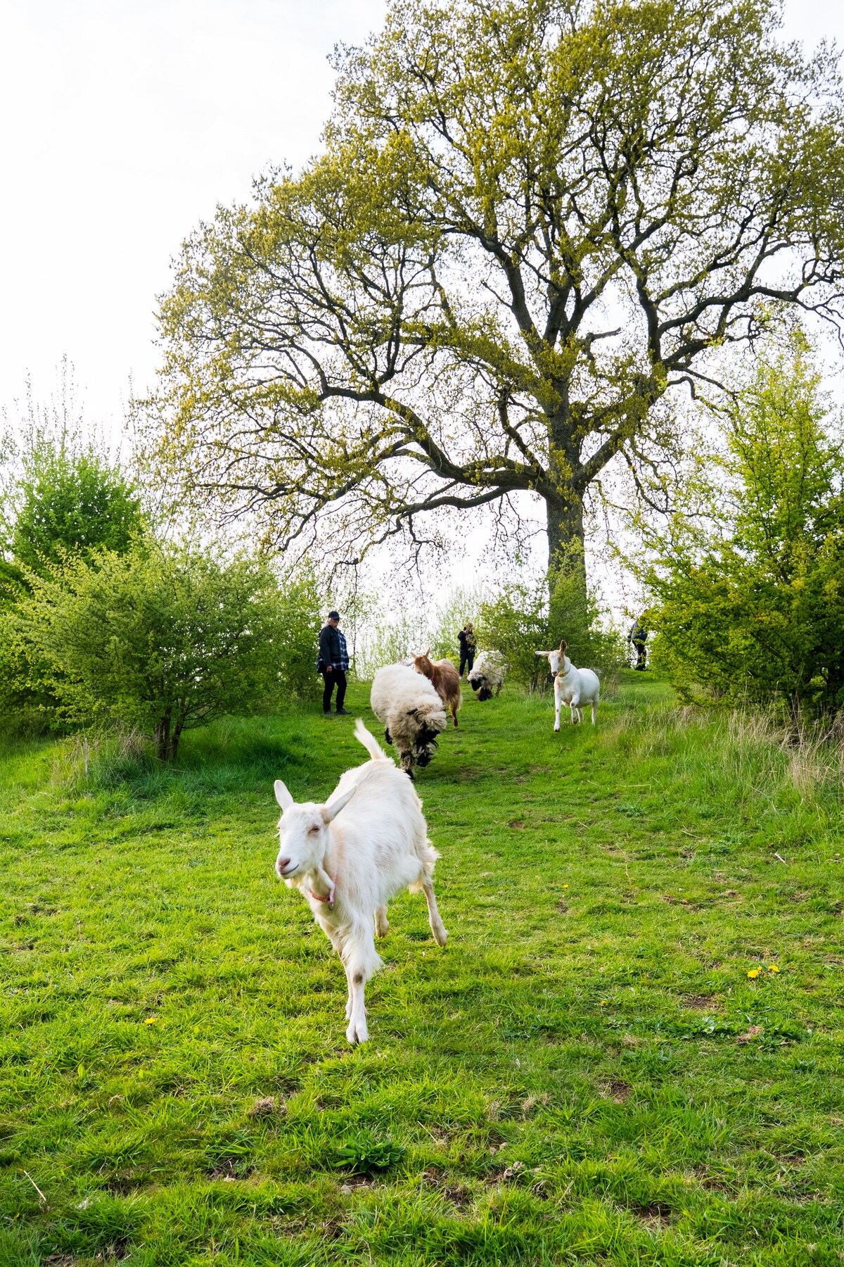 Goat and sheep walking in beautiful countryside · ☆5.0