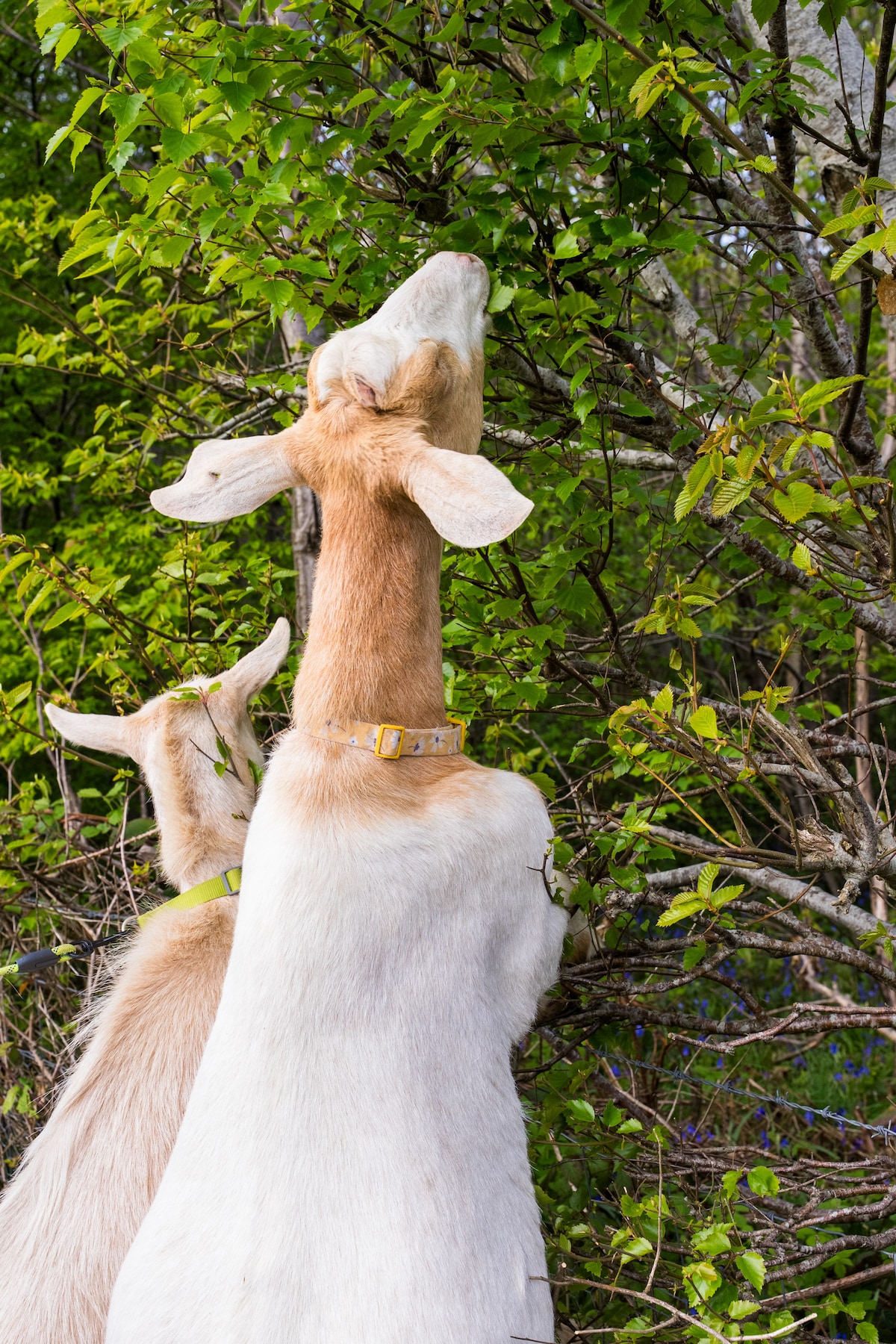Goat and sheep walking in beautiful countryside · ☆5.0
