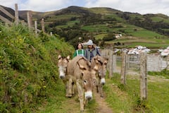 Hike with happy rescued donkeys