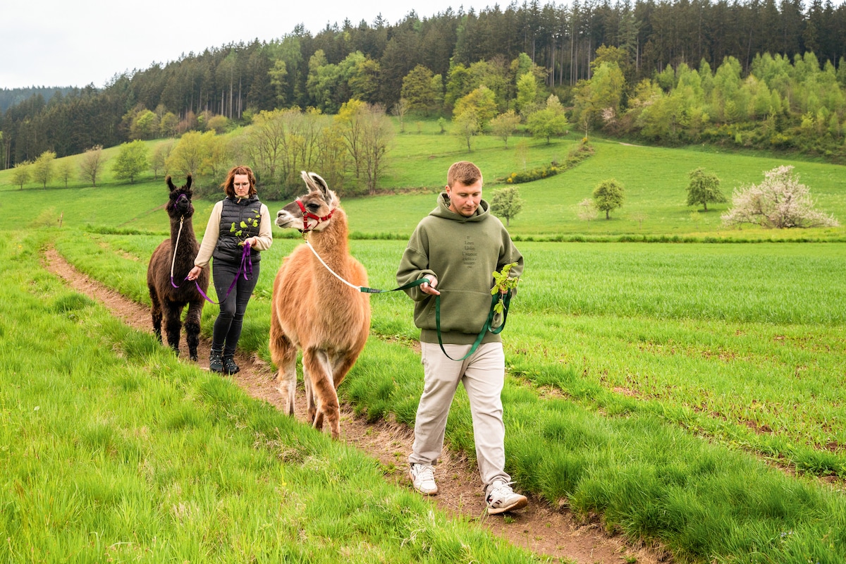 Meeting llamas, learn llama leading, llama walking