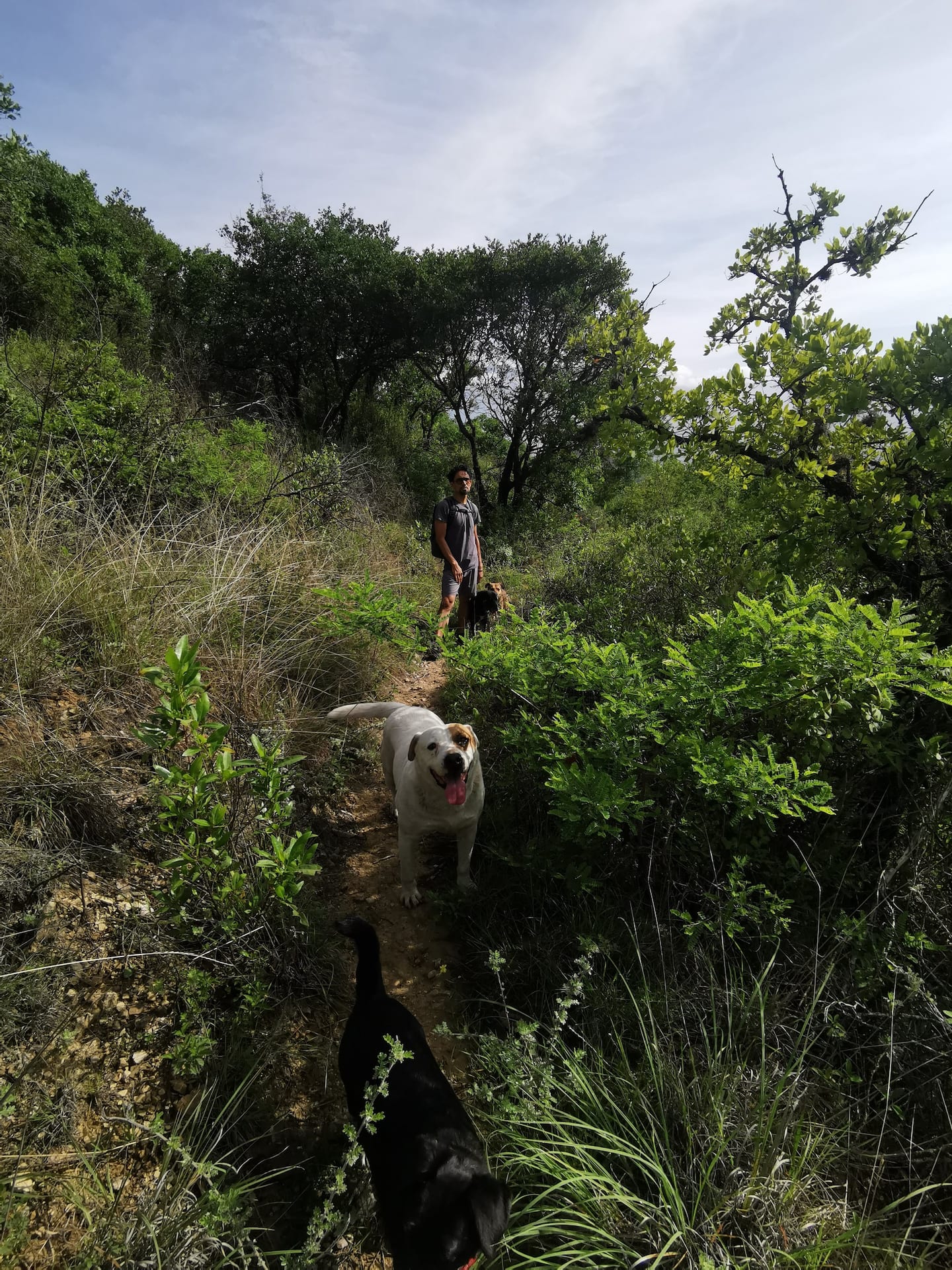hiking with dogs to explore Oaxaca nature spots