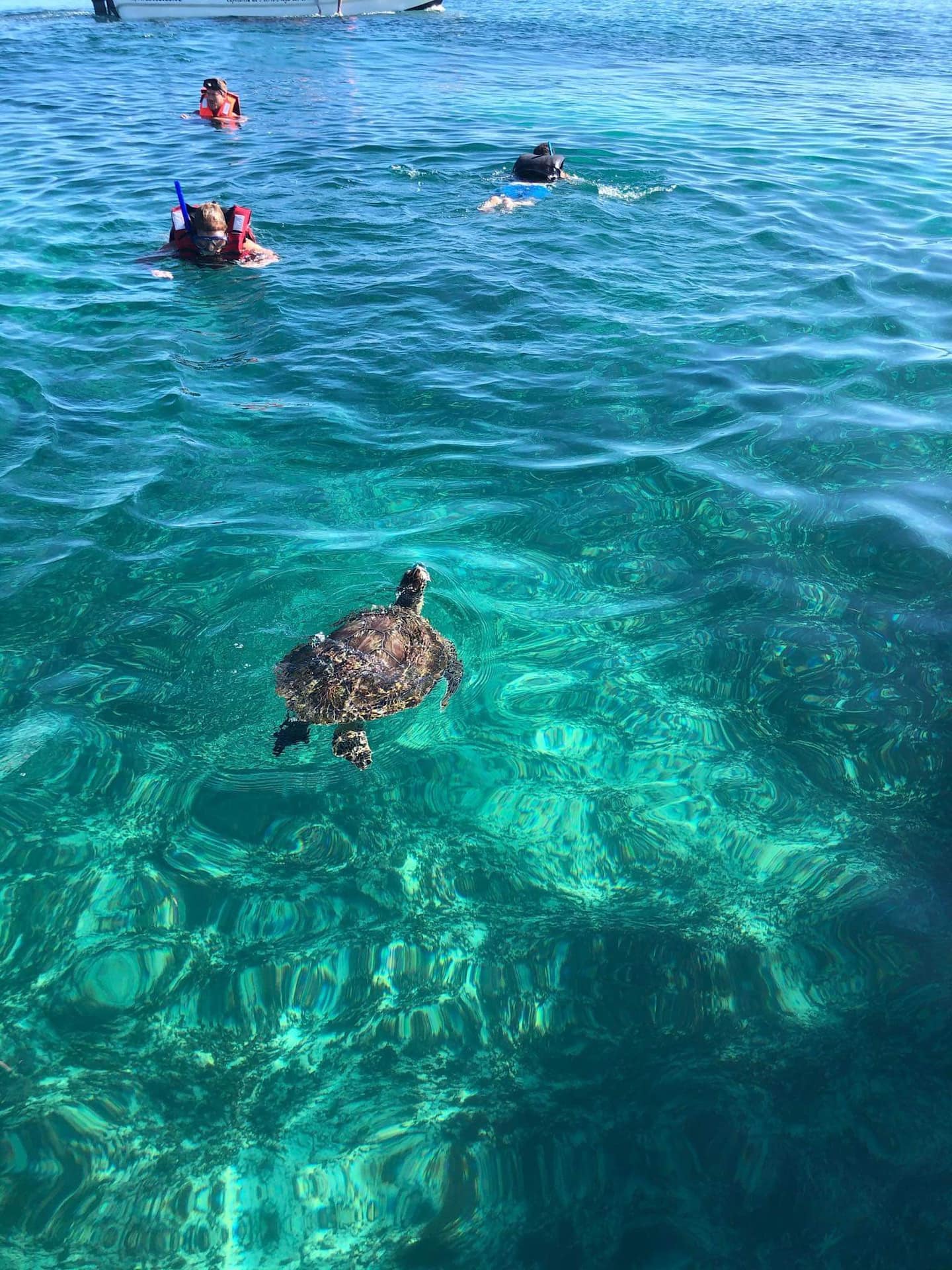 a turtle in the sea near some snorkelers | tulum snorkeling in mexico