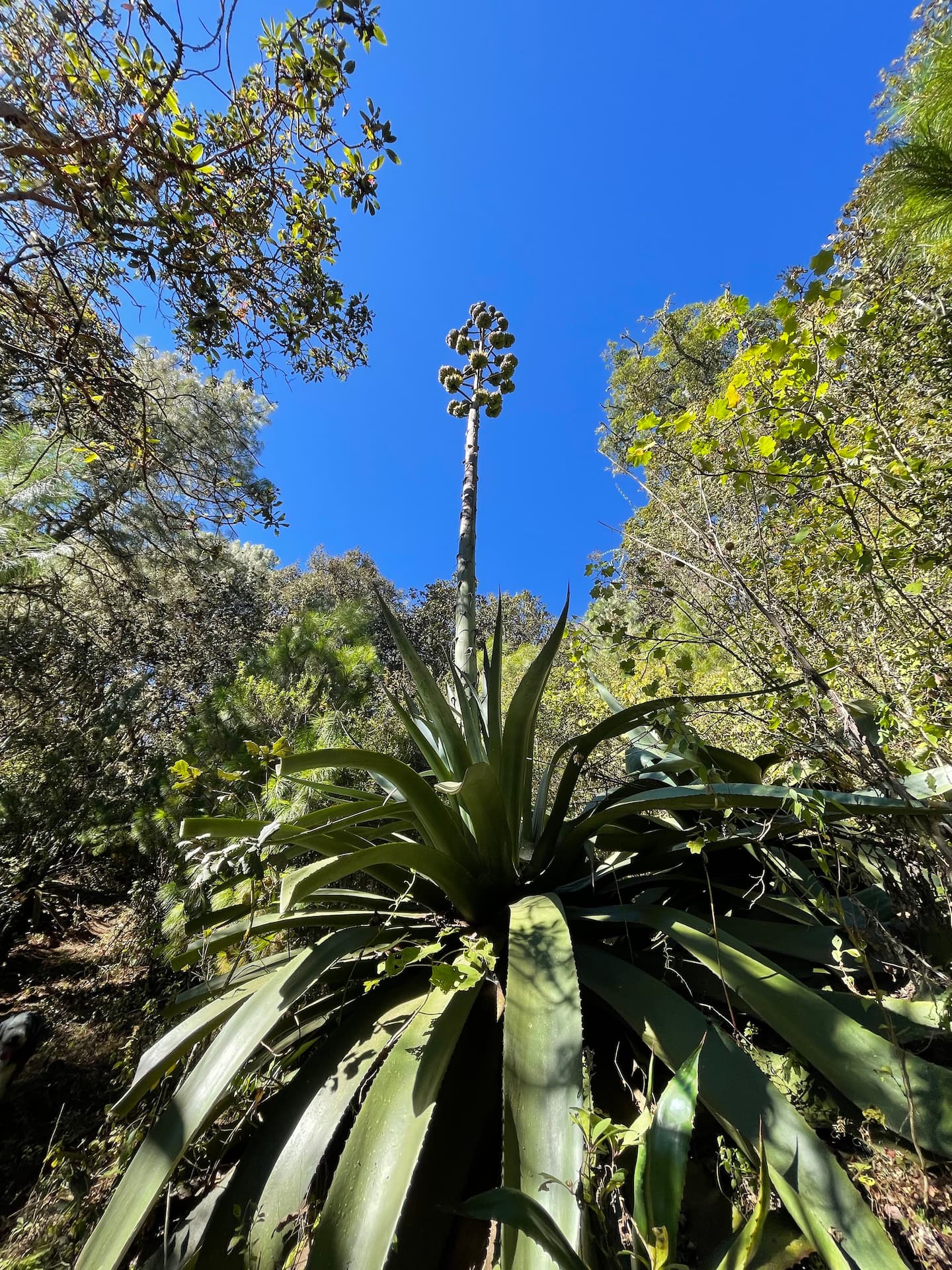 cloud forest of Oaxaca