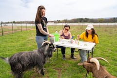 Paint with goats and explore an animal sanctuary