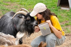 Paint with goats and explore an animal sanctuary