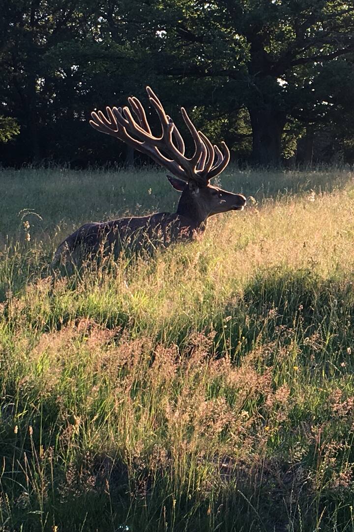 Red Deer - morning rest