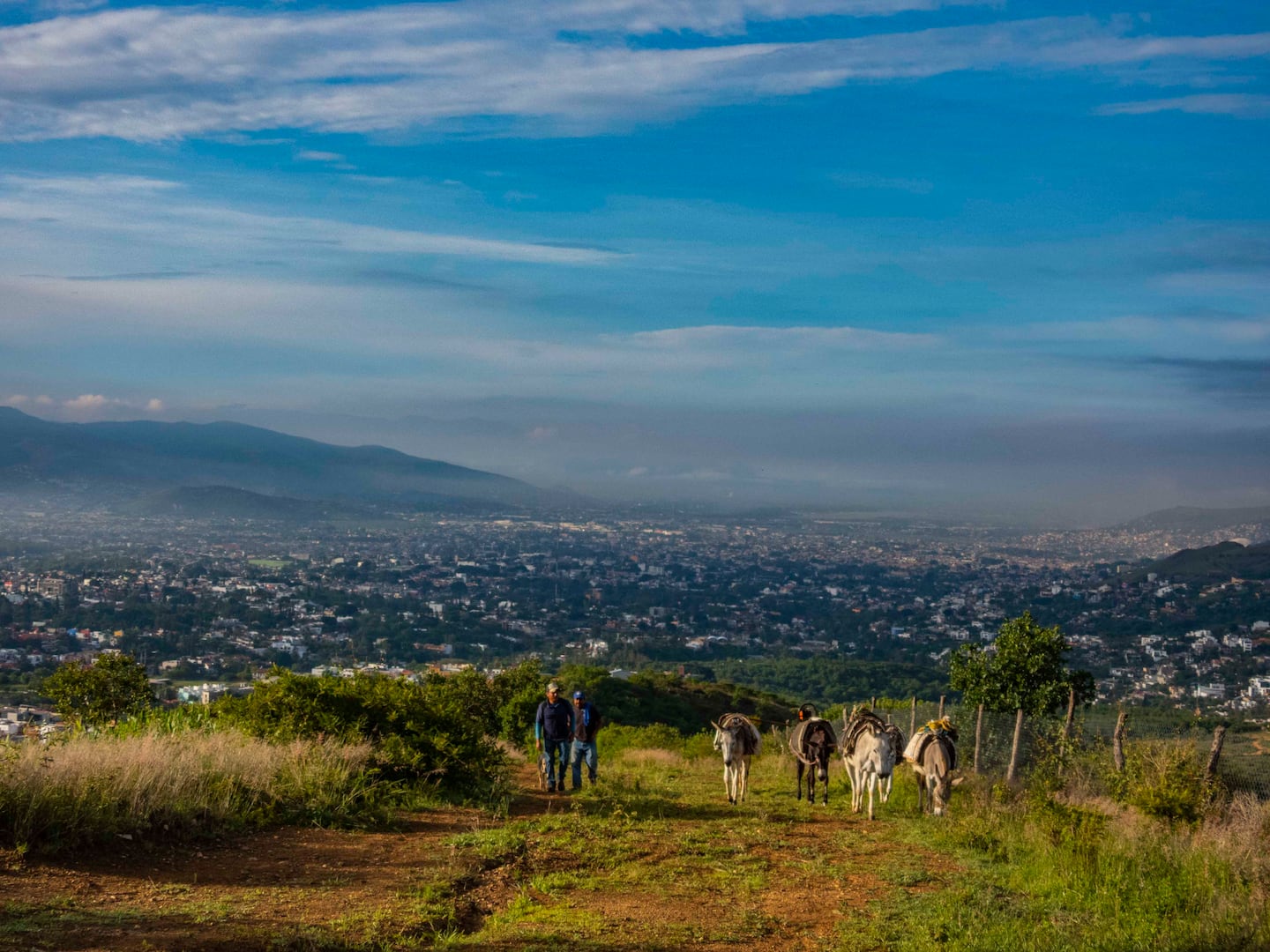 two men and their donkeys hiking in the oaxaca mountain