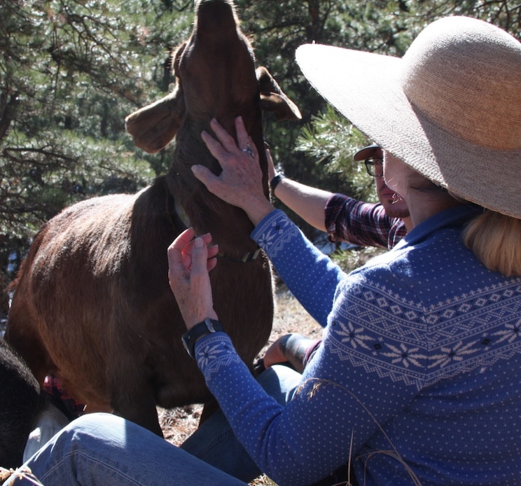 Показать полноэкранное фото от хозяина