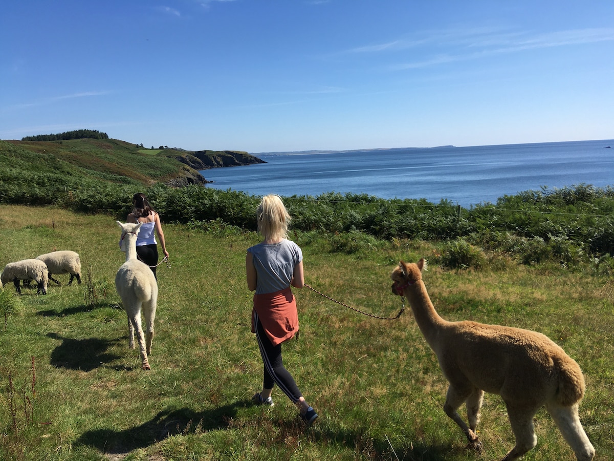 Munster 최고의 즐길 거리 독특한 투어 및 액티비티 아일랜드 에어비앤비