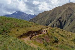 Hike with alpacas and llamas