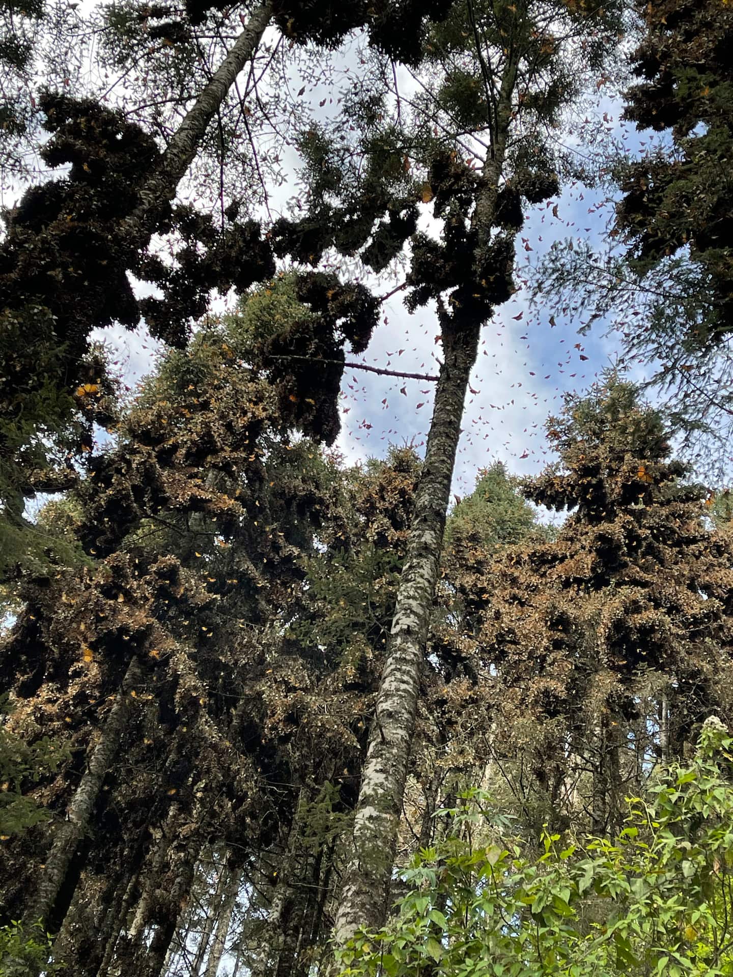 monarch butterflies flocking all over trees in el rosario santuary | Mexico butterflies migration
