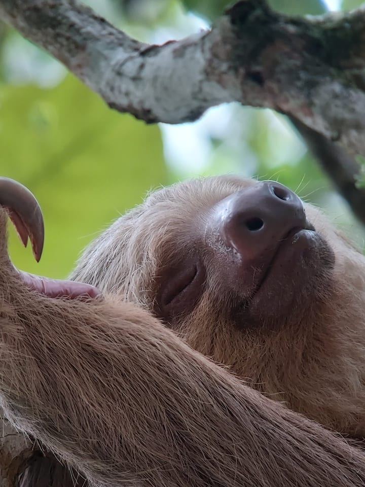 Two-toed Sloth 