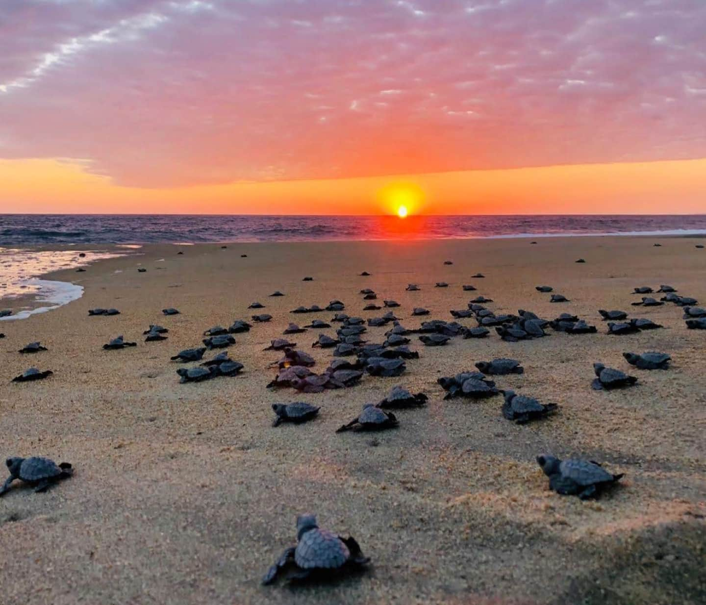 Release of Turtles ⭐ Tecolutla, Veracruz ✈ Experts in Mexico