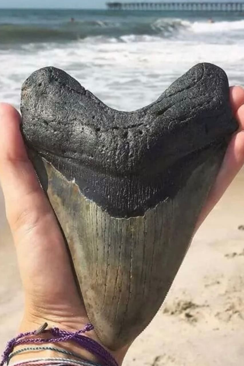 Shark Tooth Adventure Airbnb