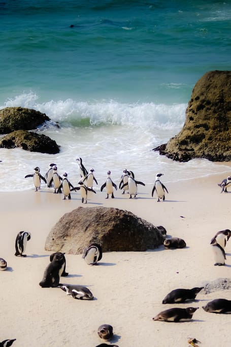 Food and drink in Cape Town | 5-Star Authentic Experiences - Airbnb Food and drink in Cape Town | 5-Star Authentic Experiences - Airbnb